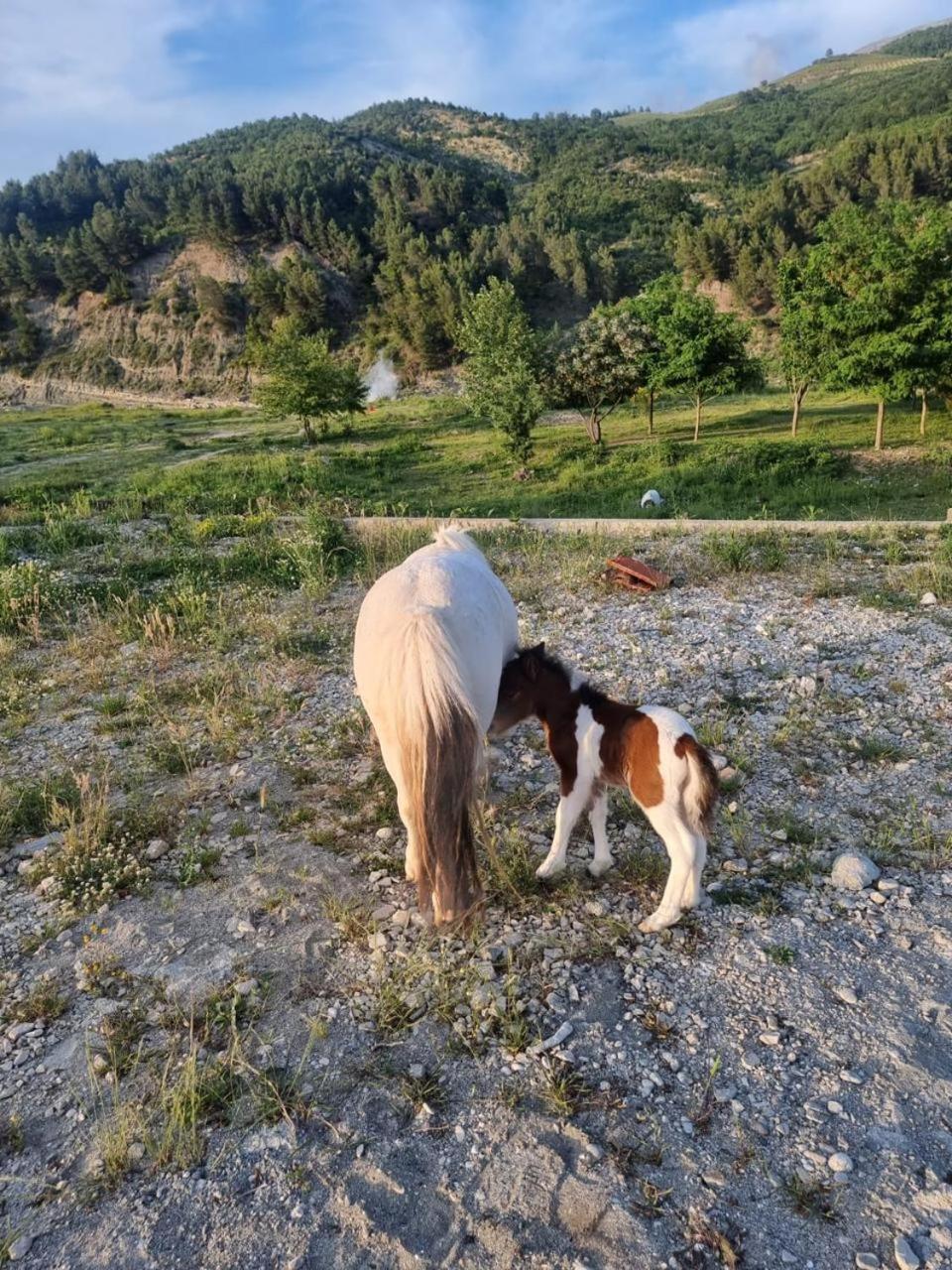 Вілла Sancho Farm Albania Memaliaj Екстер'єр фото