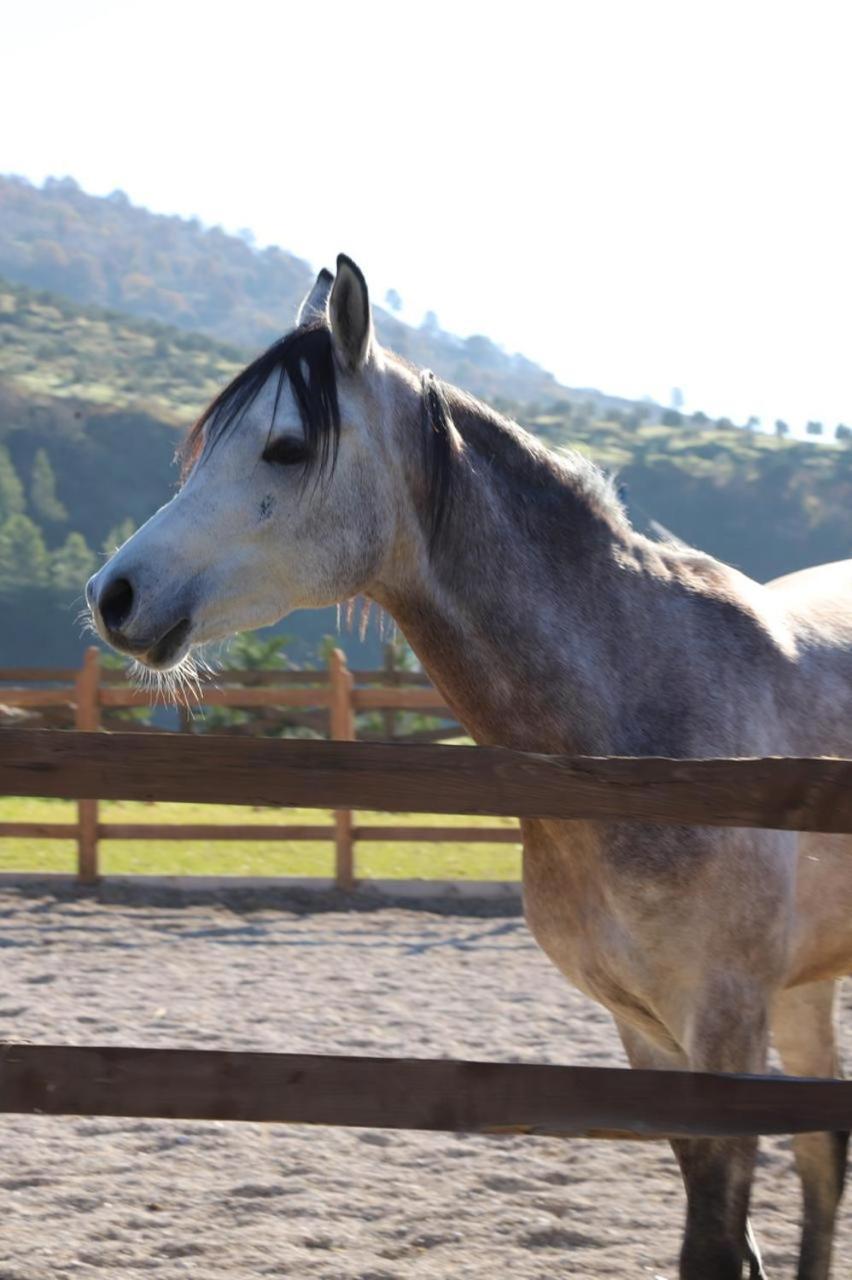 Вілла Sancho Farm Albania Memaliaj Екстер'єр фото